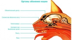 Obrazovna aromaterapija: mirisi koji će voljeti mačku iz loših navika
